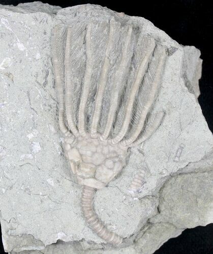 Macrocrinus Crinoid - Crawfordsville, Indiana #20680